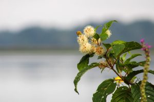 White flowers on long green stems in front of a blurred lake and trees.
