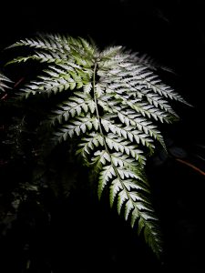 Closeup view of Fern plant leaf. 