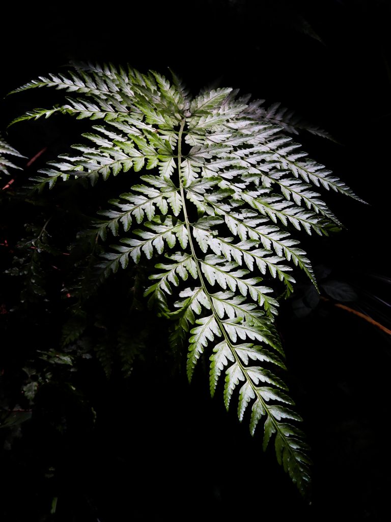 Closeup view of Fern plant leaf.