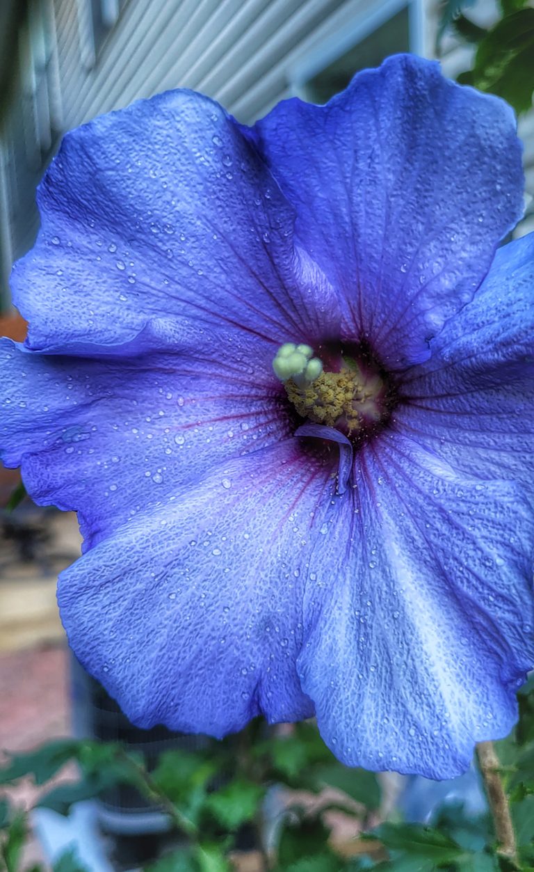 Blue rose of sharon flower with water droplets on it. Green leaves.