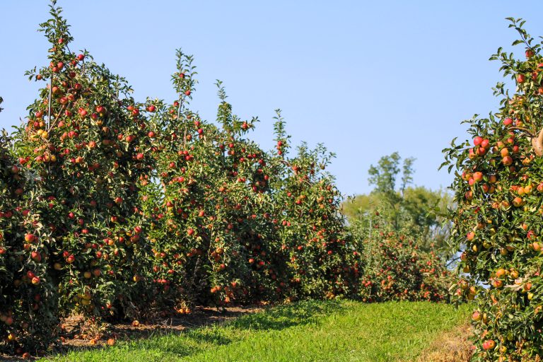 Rows of apple trees heavily laden with ripe red apples.