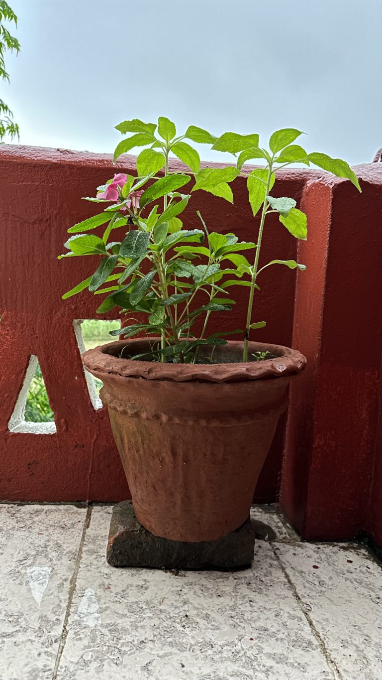 Flower With Pot