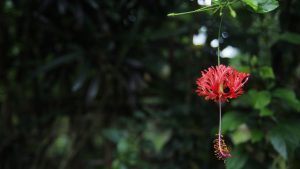 A red flower with green leaves in the background.
