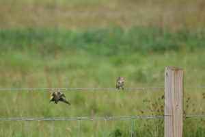 Goldfinch approaching to land on the fence with grass field in the background