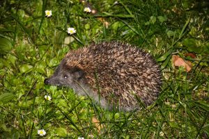 Hedgehog, a night view. From Pet?iny, Prague, Czech Republic