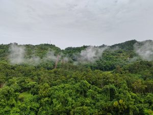 Forest on sloping terrain with mist rising towards the highest point on an overcast day.