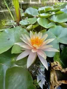 Water lily flower & its greenish leafs. From Garden of dreams, Kathmandu, Nepal. 