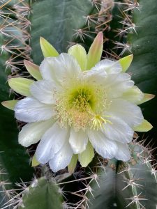 Close view of a cactus flower. From Perumanna, Kozhikode, Kerala. 