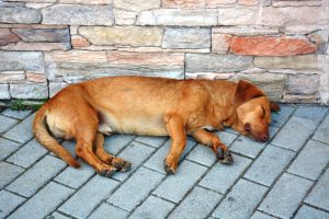 A sleepy street dog. From Belgrade, Serbia. 