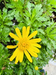 A closeup view of a yellow flower and green leafs behind.
