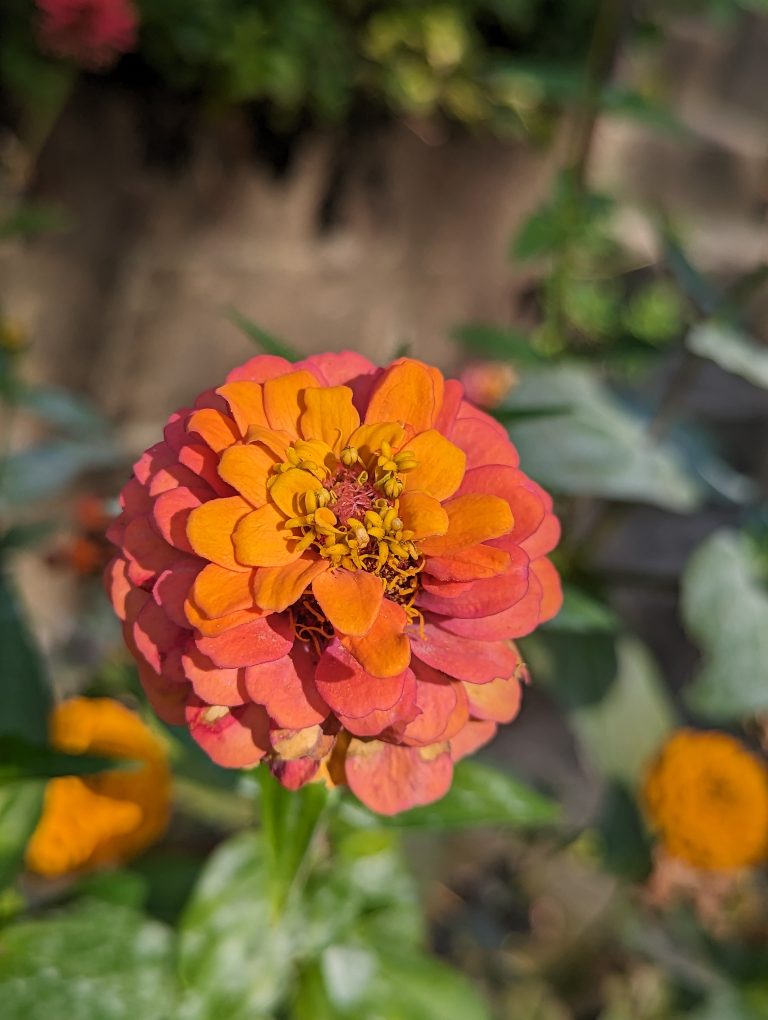 Yellow, orange and pink zinnia flower