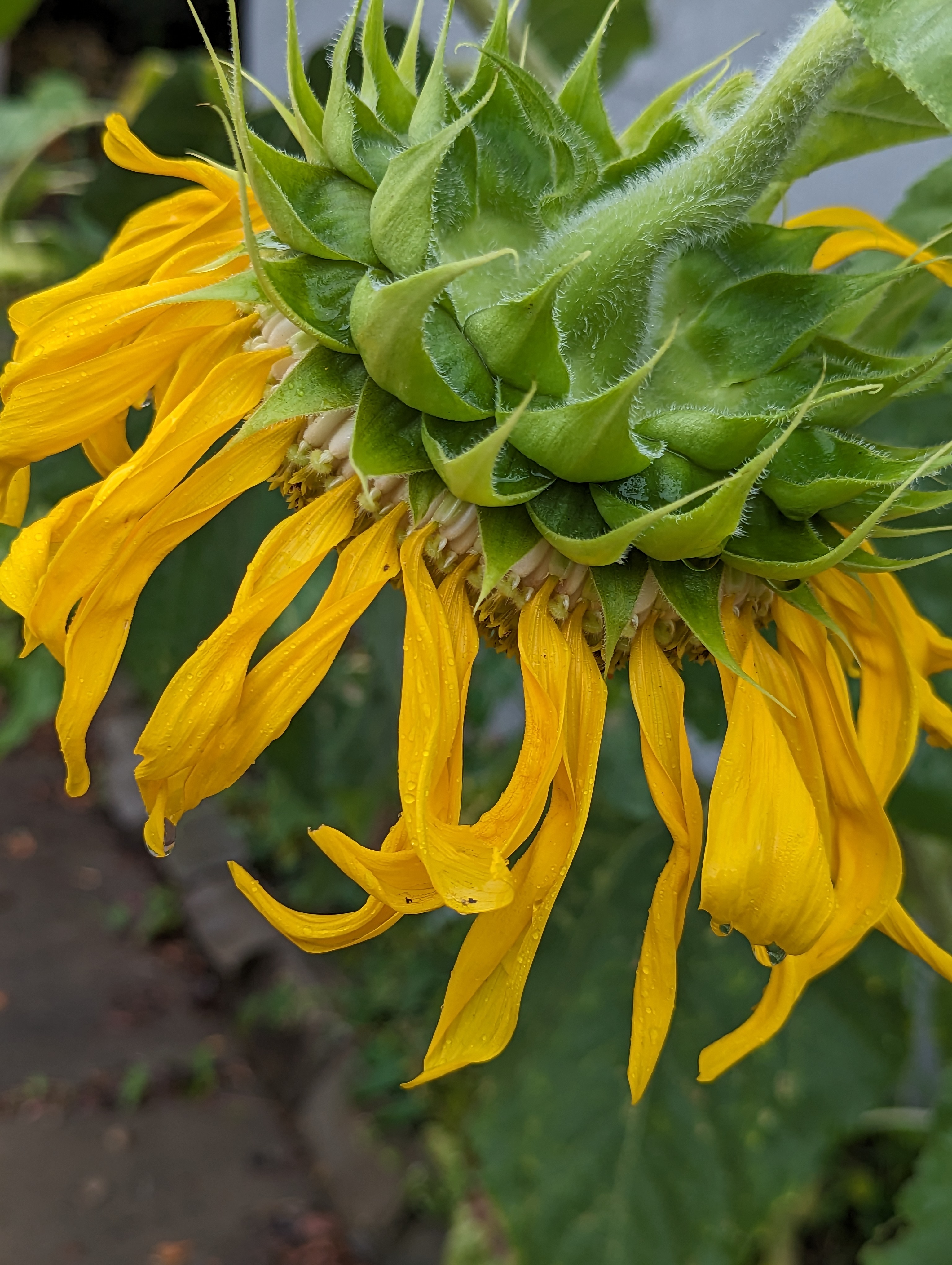 Close up of side and back of big sunflower when it is wilting