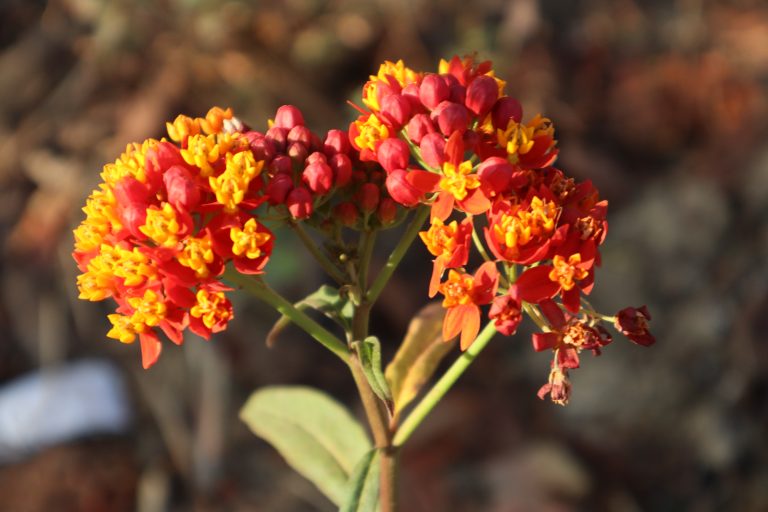 Mexican Butterfly Milkweed