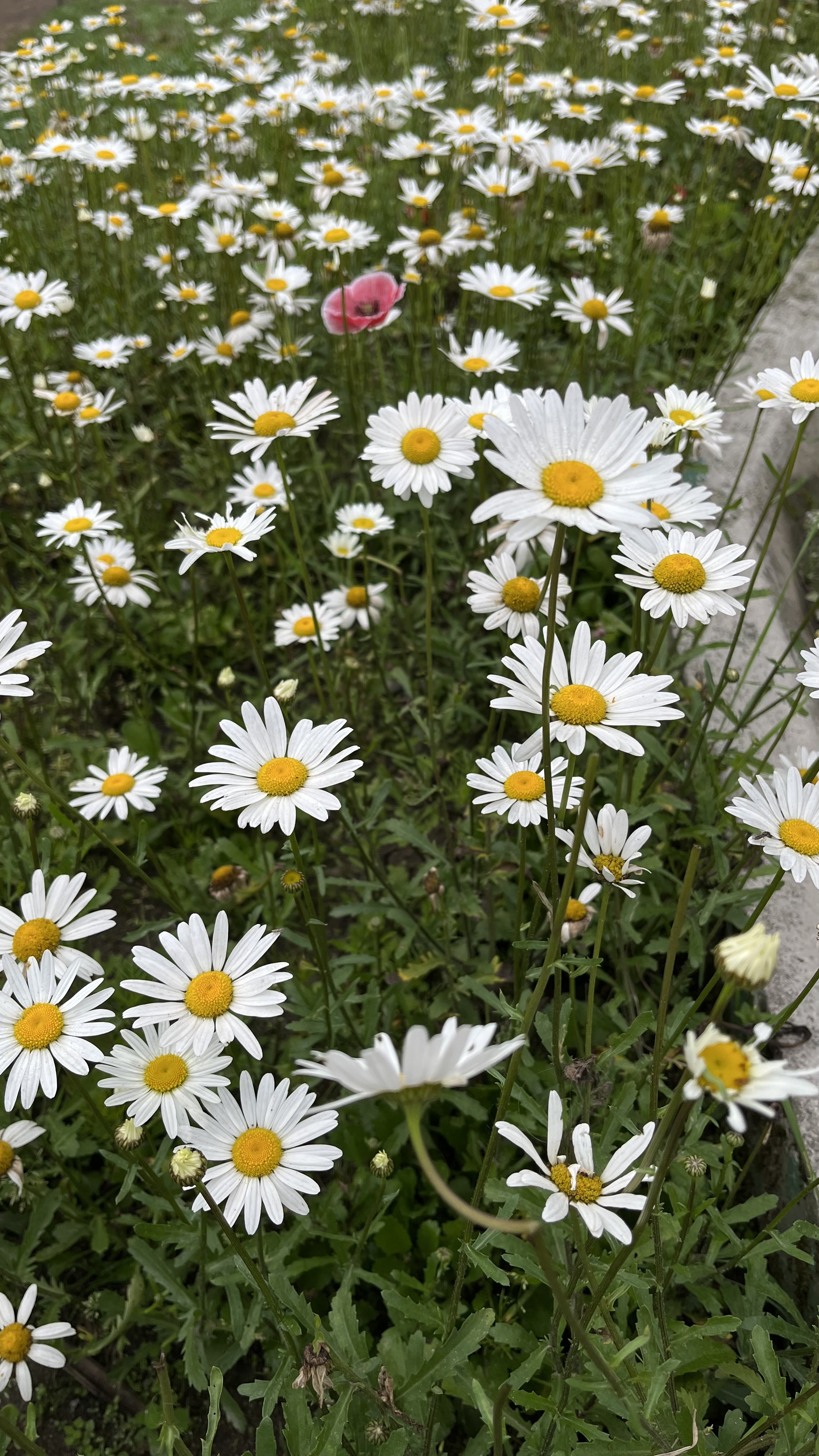 Daisy flowers in the spring season.