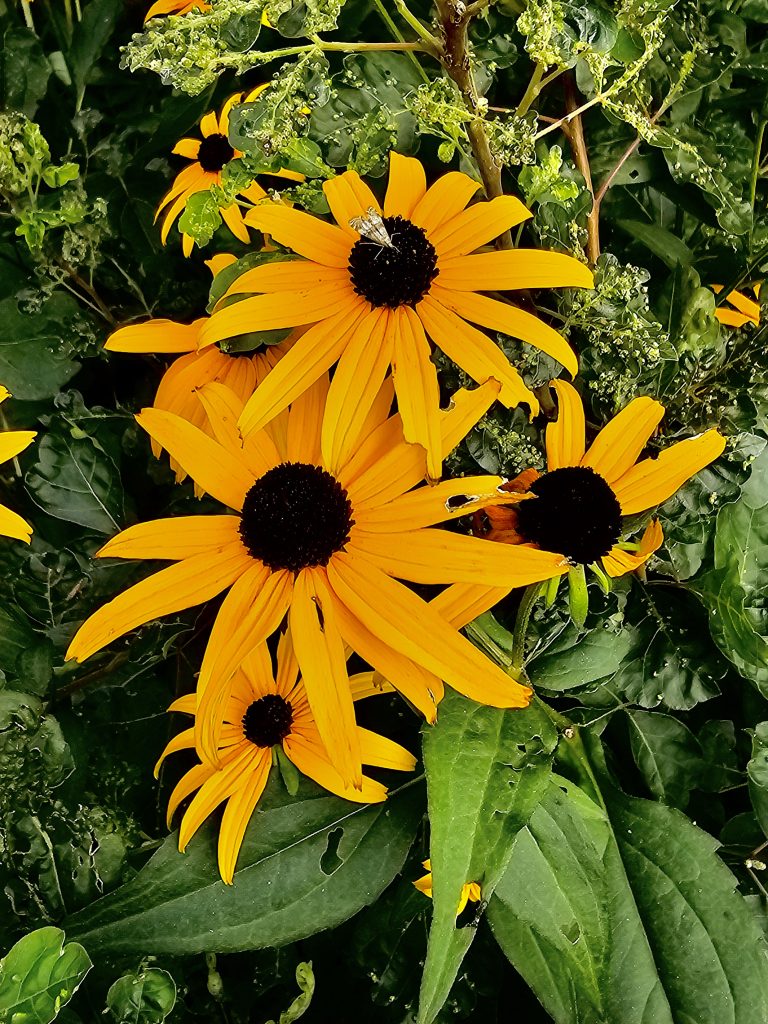 A Rudbeckia fulgida flowers and a tiny butterfly. It is commonly known as orange coneflower or perennial coneflower. From Niagara Falls State Park, New York, United States.