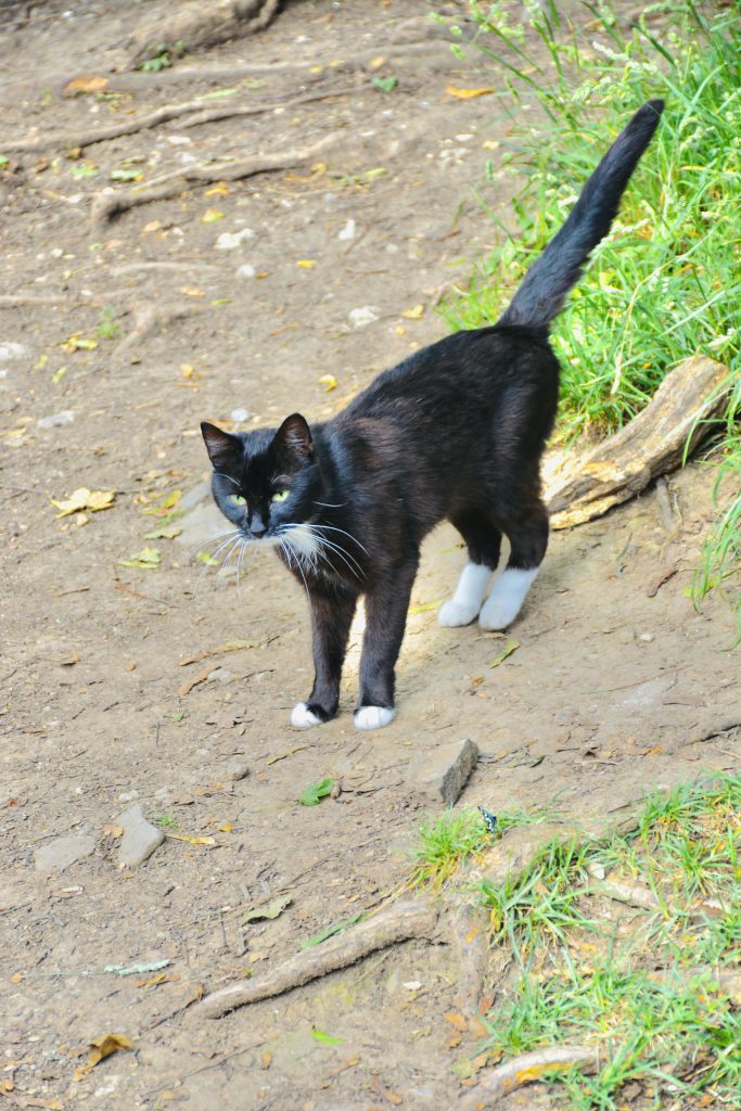A black cat with white paws. We met near Karlštejn Castle, Prague, Czech Republic.