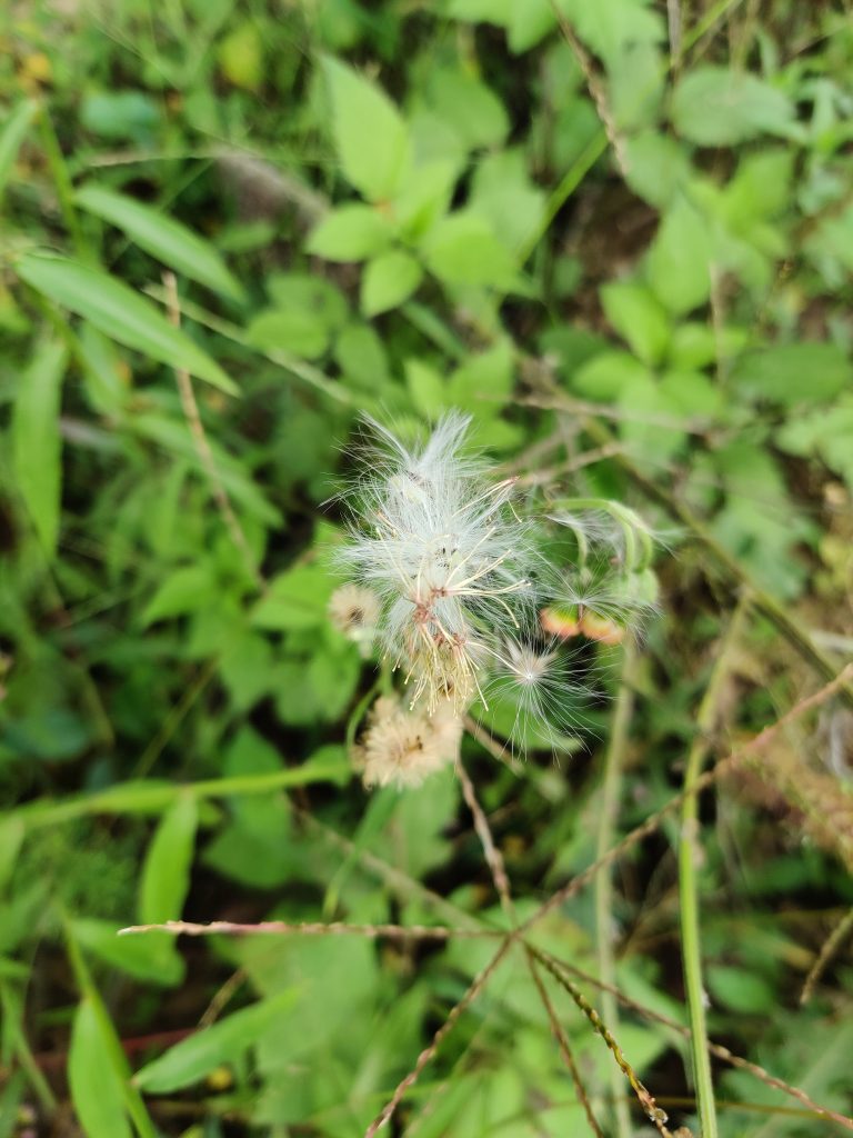 Into the jungle, green, white flower