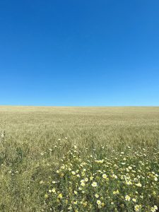 A field of flowers with a blue sky
