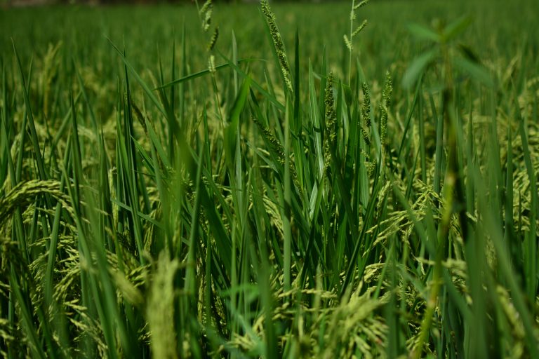 A closeup view of green grass in between rice plants.