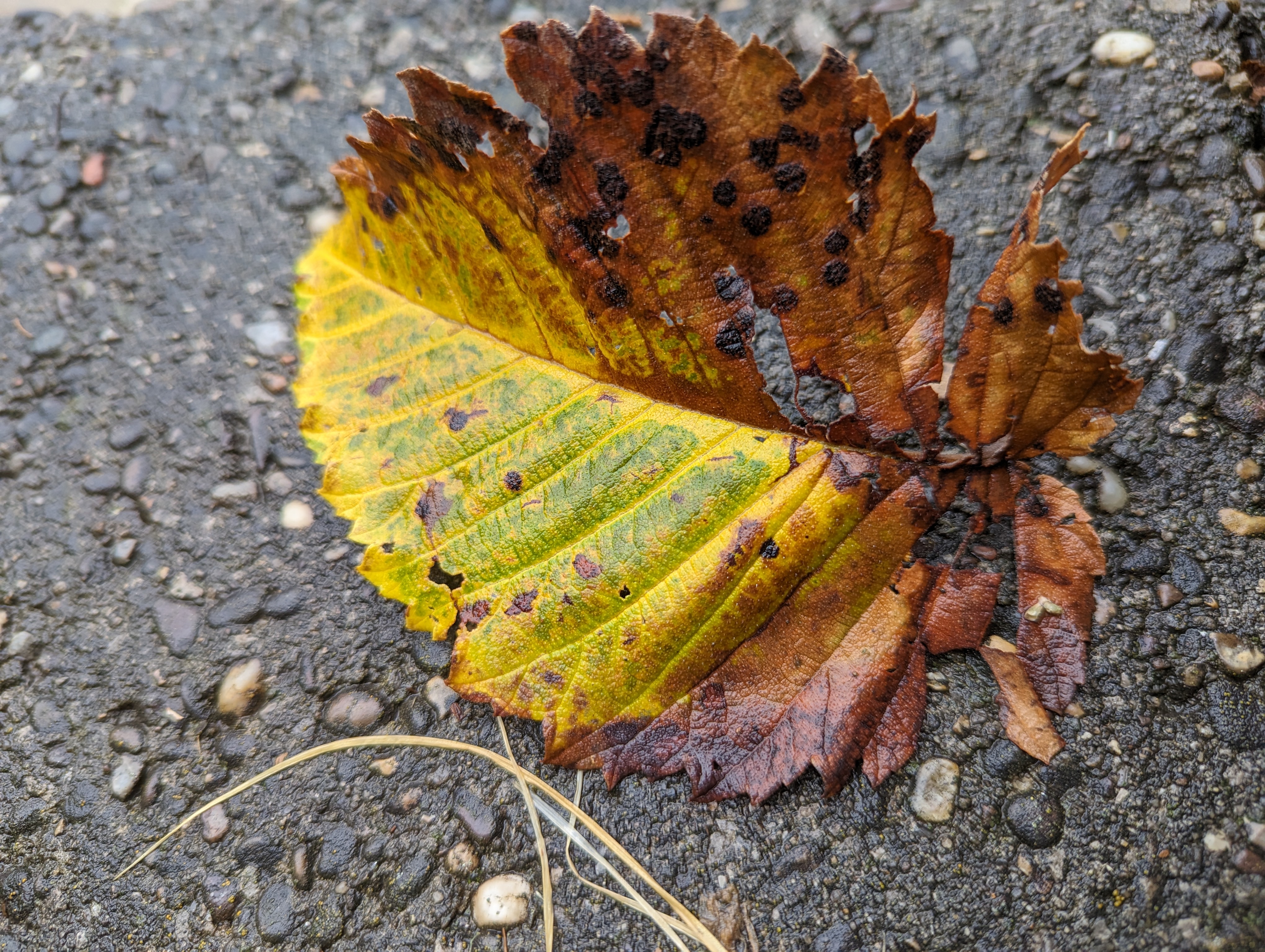 A yellow and brown leaf on concrete