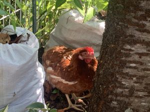  Rhode Island Red chicken standing in between two white sacks behind a tree trunk and in front of a white plastic grid fence and foliage.