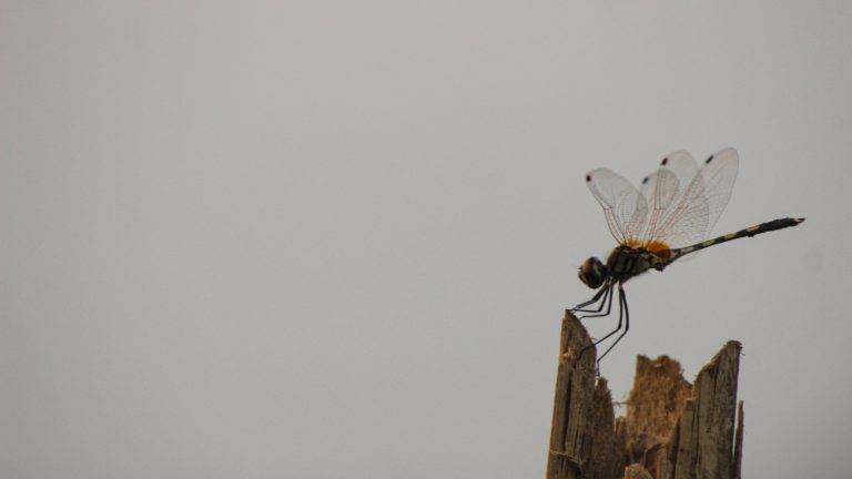 The long-legged marsh glider is sitting on a stick.