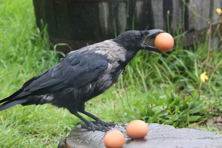 Hooded Crow with eggs for breakfast