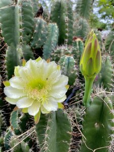 The cactus plants, it’s flower & bud. From Perumanna, Kozhikode, Kerala.