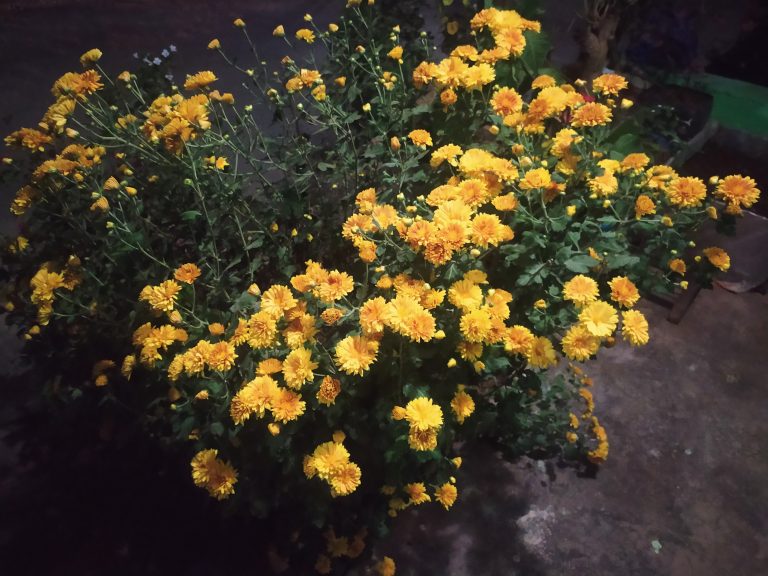 Garden flowers