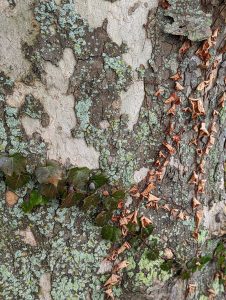 Close up of tree with vines and fungi growing on it
