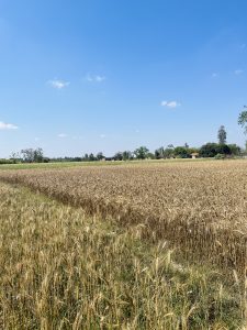 A village where farmers cultivate wheat and it is ready for extraction. The sky is clear with small dotted of clouds. 