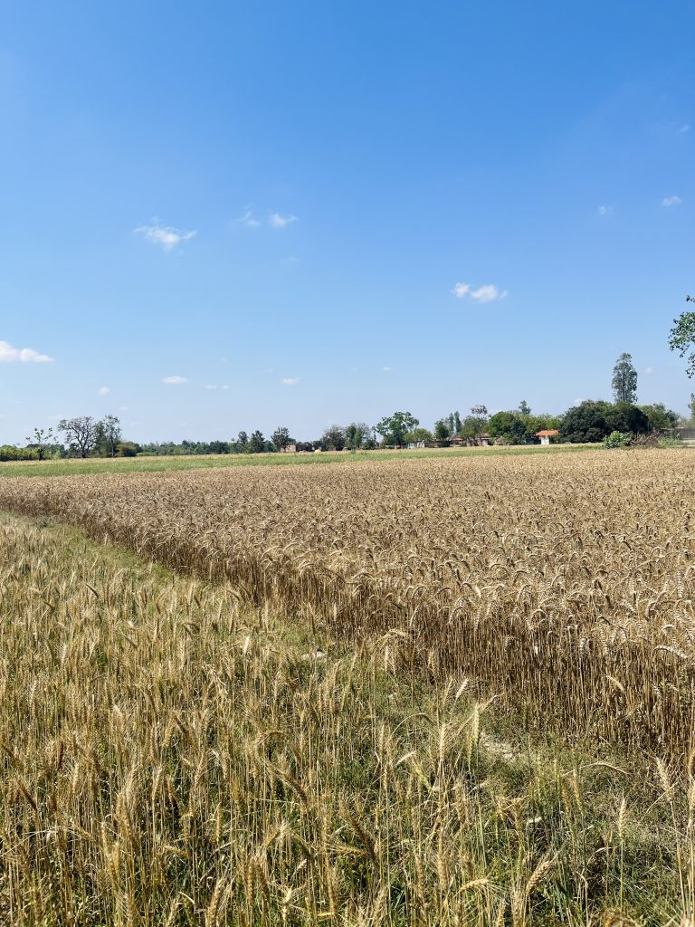 A village where farmers cultivate wheat and it is ready for extraction. The sky is clear with small dotted of clouds.