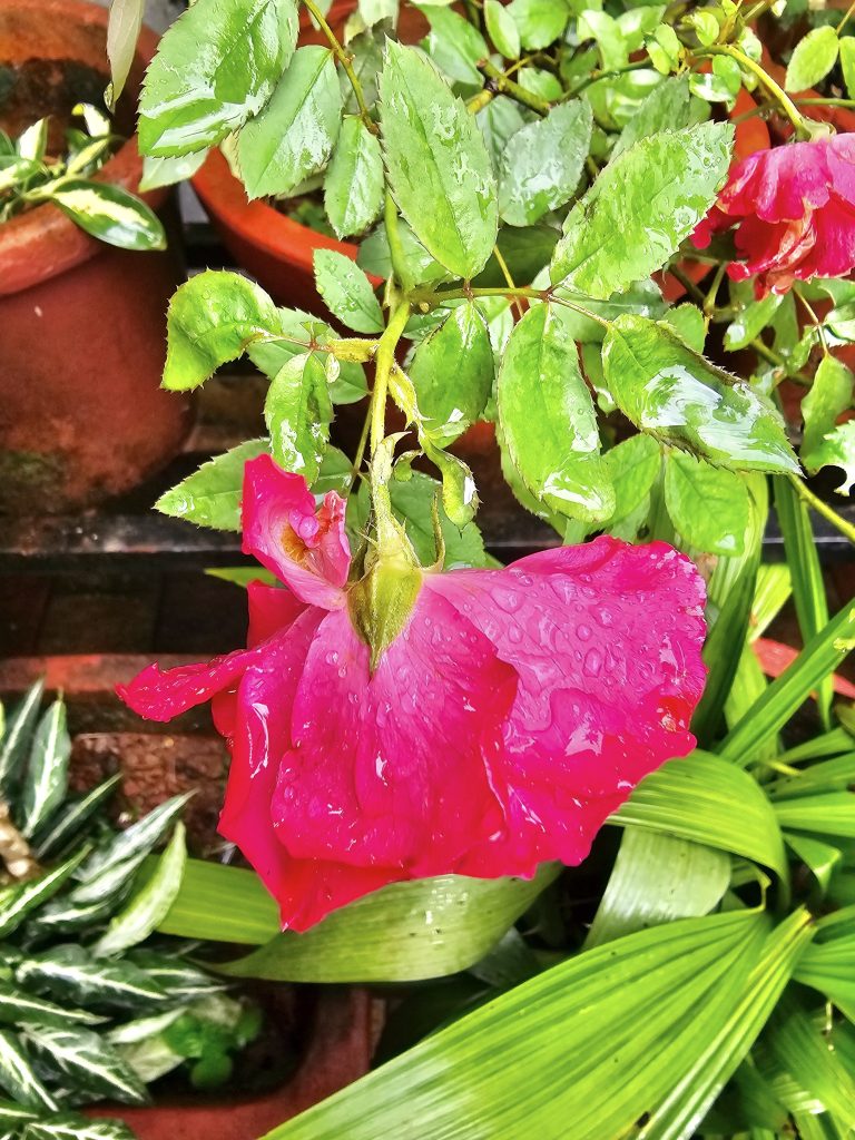 Fallen beauty. A Red rose of our garden after a heavy rain. From Perumanna, Kozhikode, Kerala
