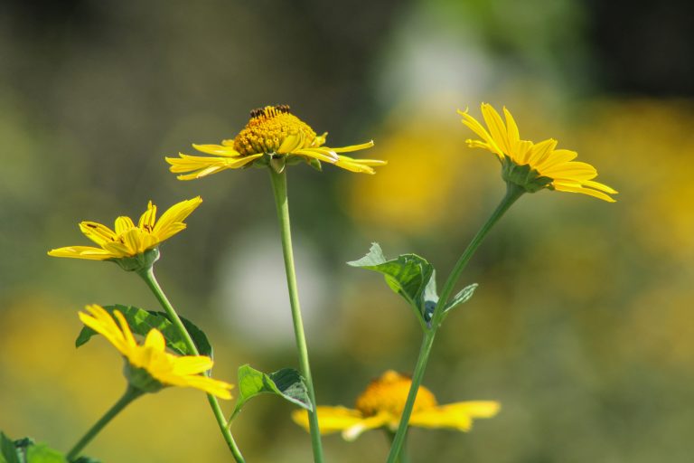 Bright yellow daisy-like flowers on long green stems against a blurred green background using depth-of-focus techniques.