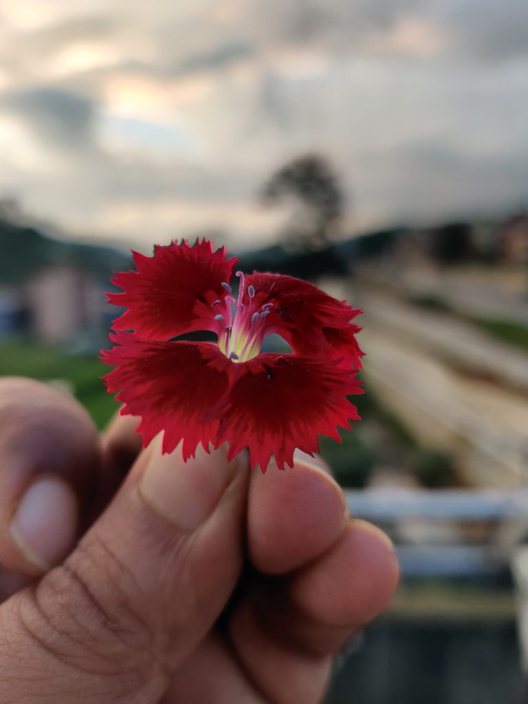 Red flower, with four symmetrical, irregular edge petals, and prominent center stamens, held between fingers