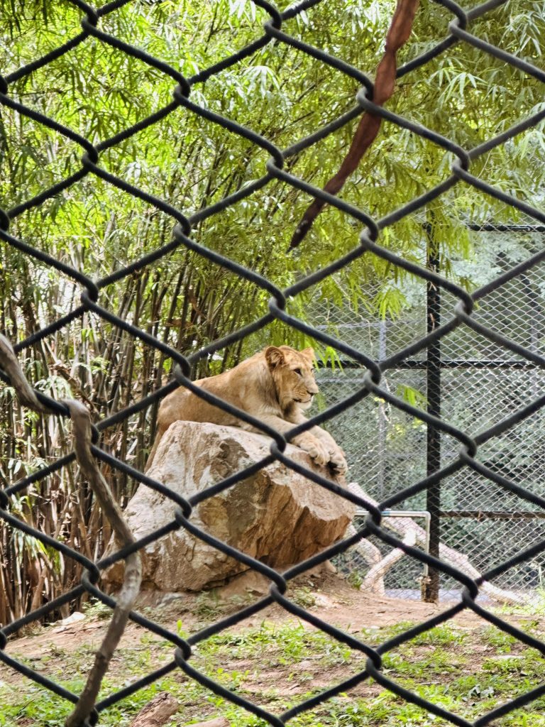 a lion inside the zoo