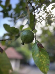 A guava on its plant ready to be plucked.
