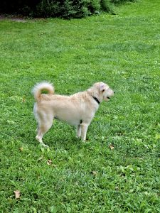 A pet dog looking for the master. From Central Park, New York, United States.