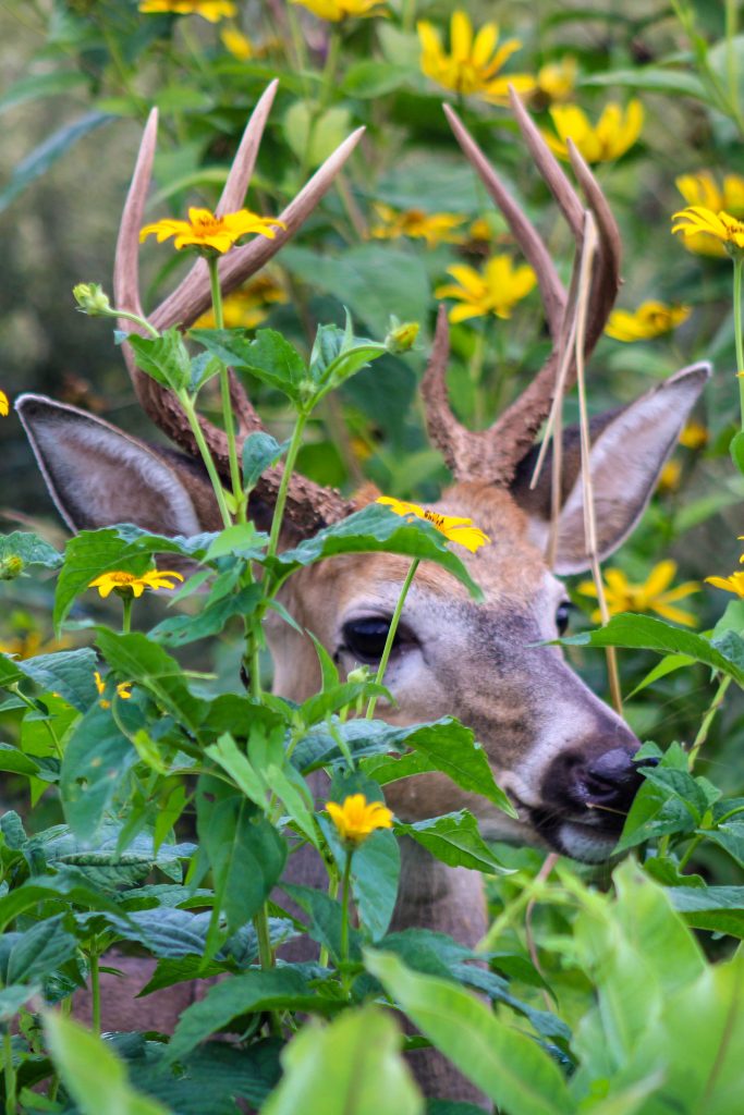 An 8-point buck deer peers out through yellow flowers and green leaves.