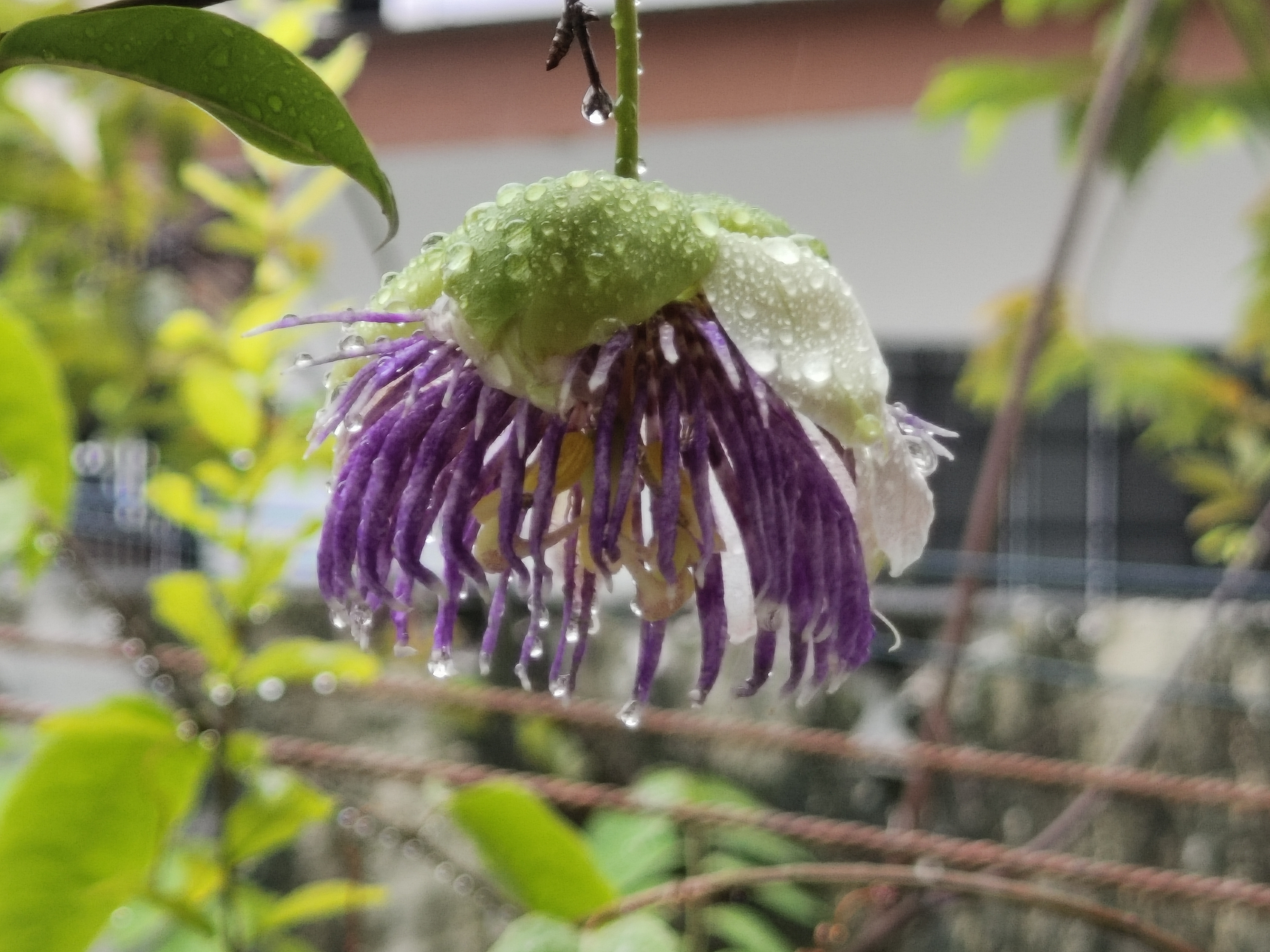 Pomegranate flower covered in raindrops, surrounded by foliage and a metal trellis.