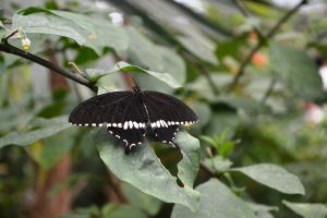 The common Mormon(Papilio polytes). From Butterfly Garden of Bannerghatta Biological Park, Bangalore, Karnataka. 