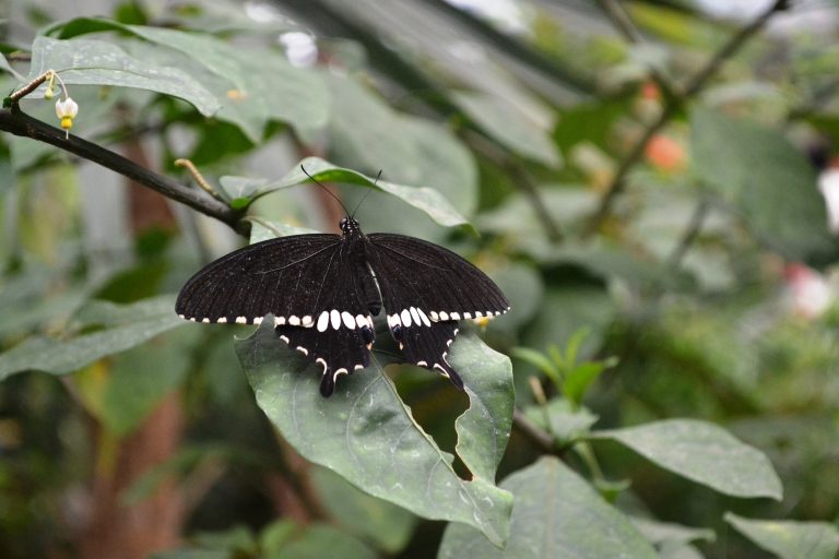 The common Mormon(Papilio polytes). From Butterfly Garden of Bannerghatta Biological Park, Bangalore, Karnataka.