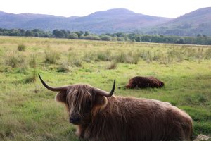 Highland Coo and her calf, Strathgarve, Scotland