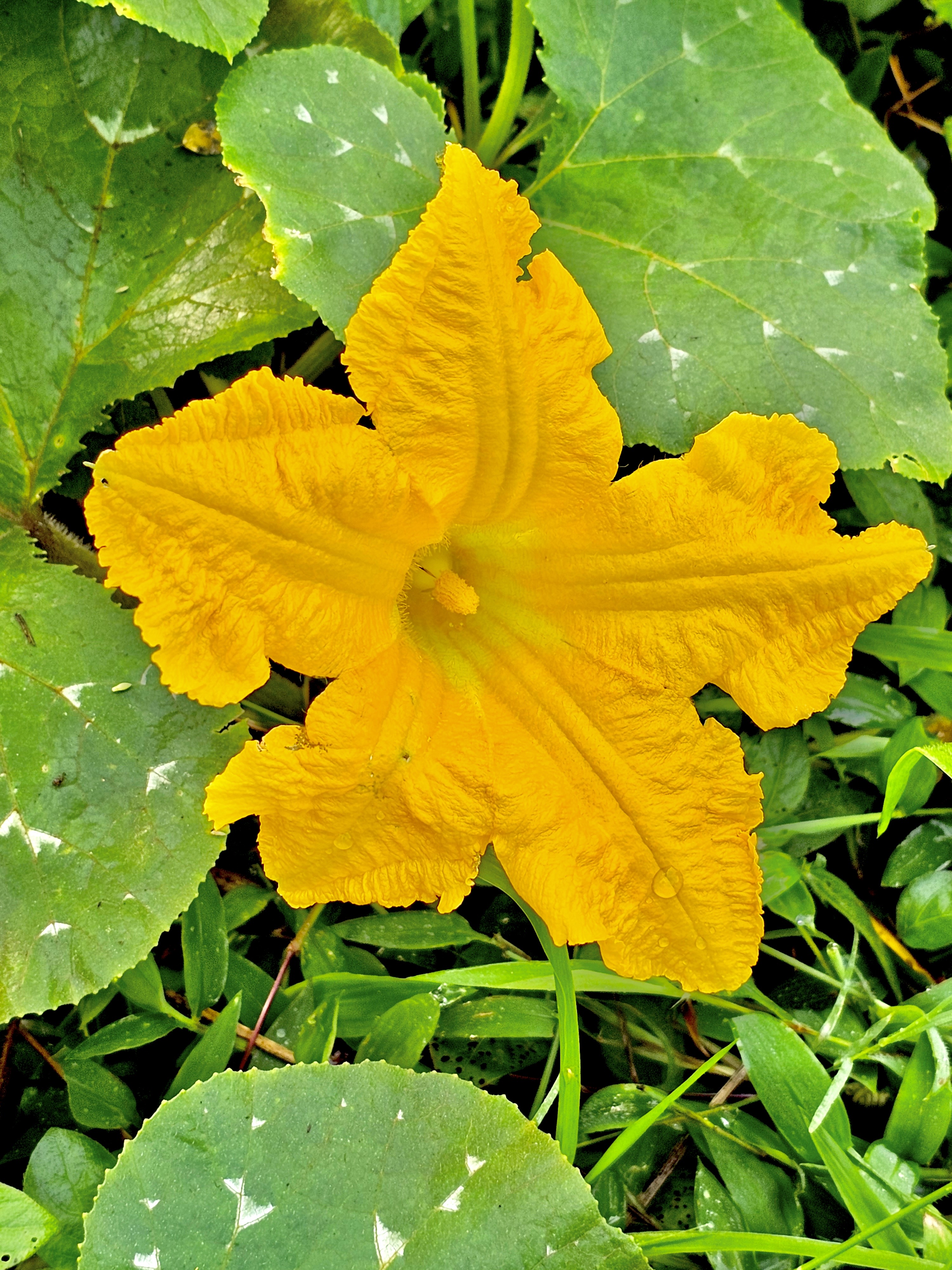 Closeup view of Pumpkin flower. From Perumanna, Kozhikode, Kerala.