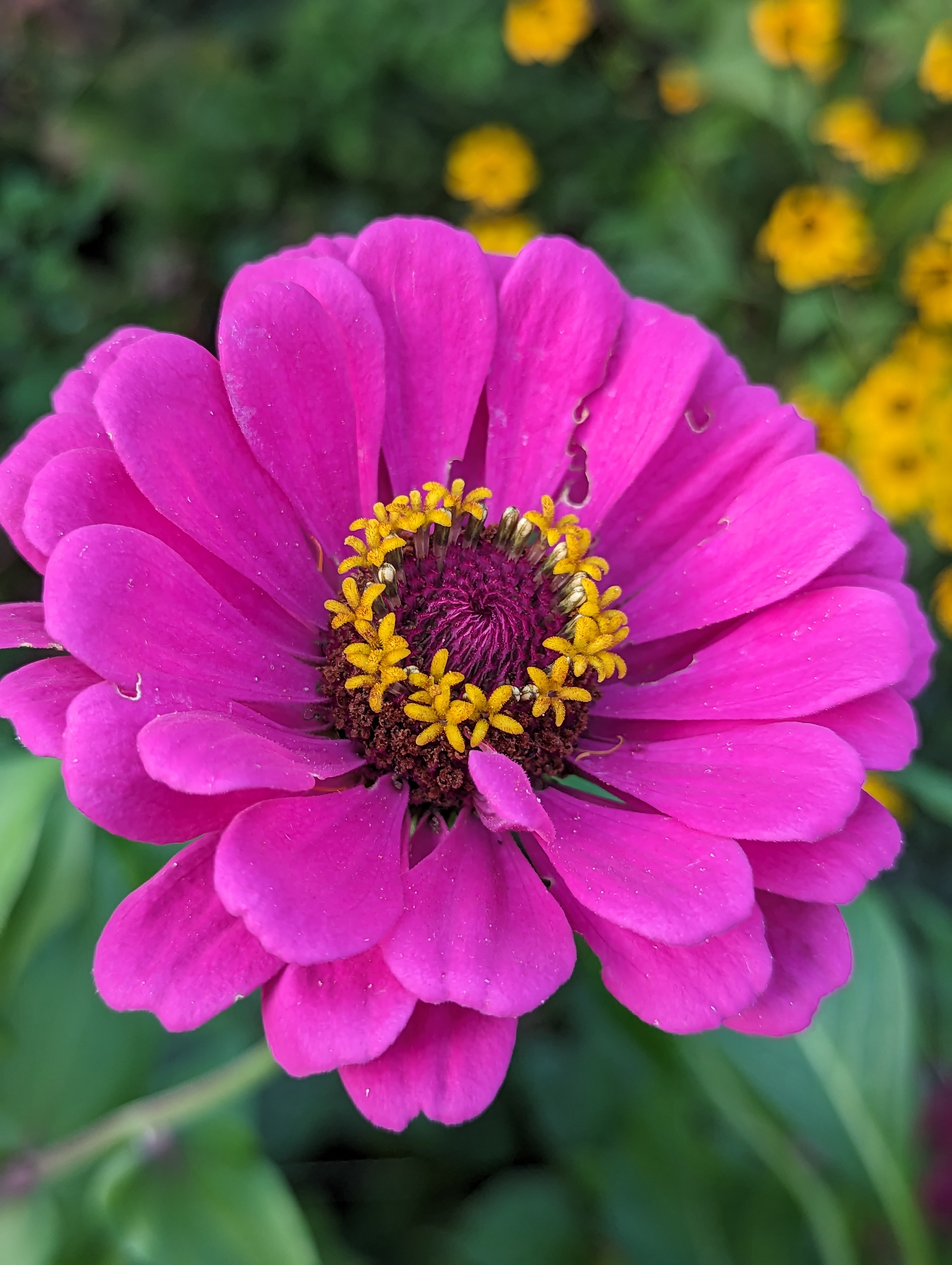 Purple, round zinnia flower with yellow crown.