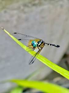 Tetrathemis platyptera dragonfly visited our garden last week. It’s commonly known as pigmy skimmer. From Perumanna, Kozhikode, Kerala