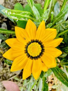 Yellow Gazania rigens aka treasure flower. Pan Bazaar, Guwahati, Assam