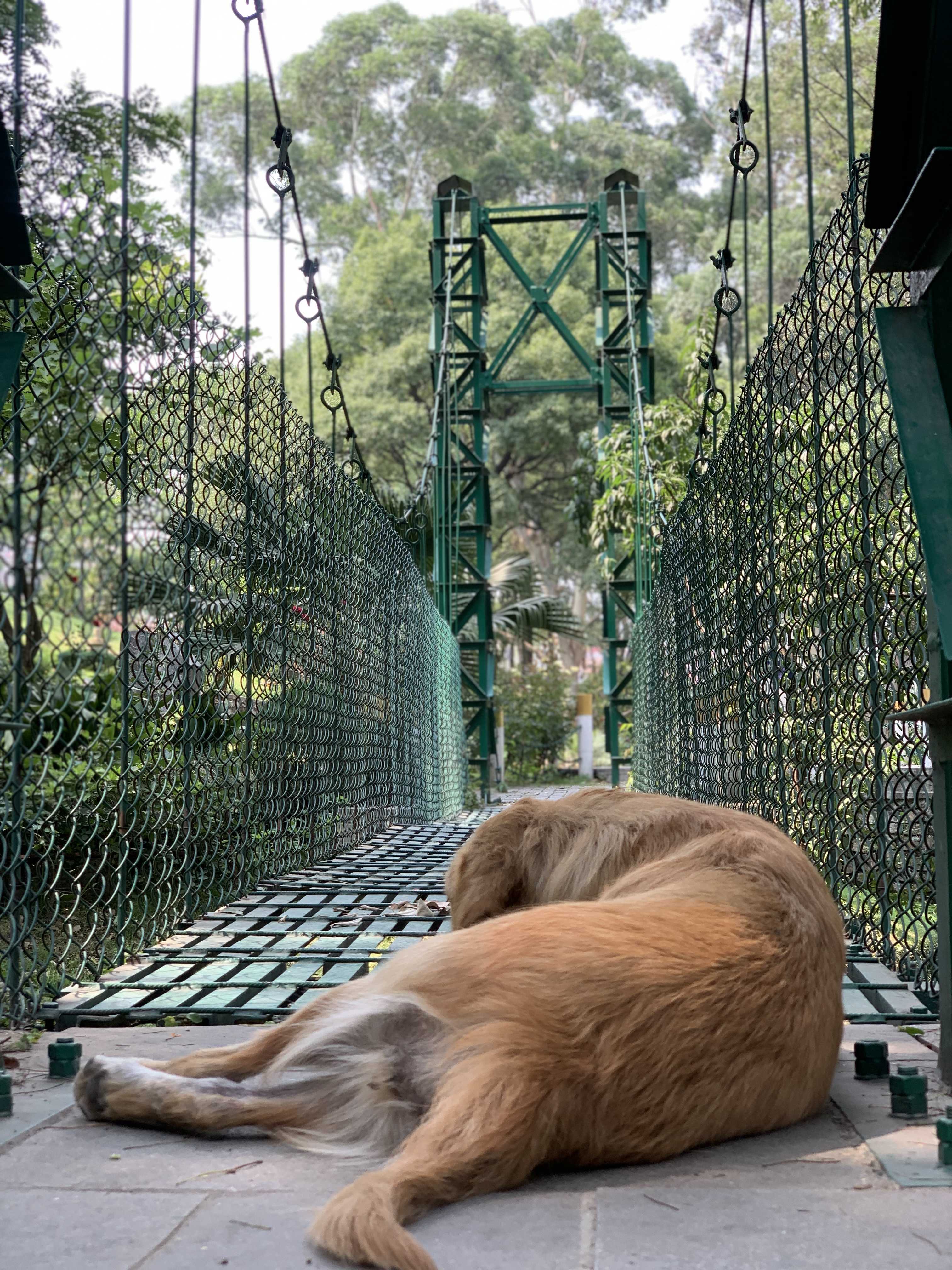 A dog sleeping on a suspension bridge.