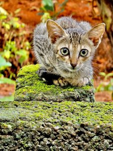 A kitten from our neighbourhood. From Perumanna, Kozhikode, Kerala.