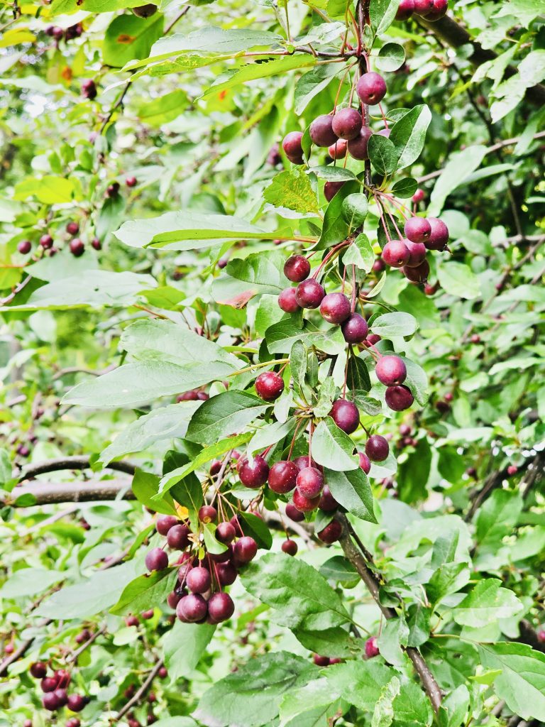Cherries. From Central Park, New York, United States.